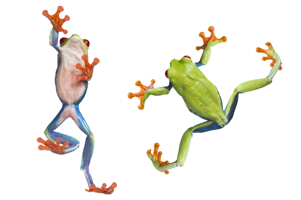 Two Red Eyed Tree Frogs Poster Print by Corey Hochachka, 17 x 11