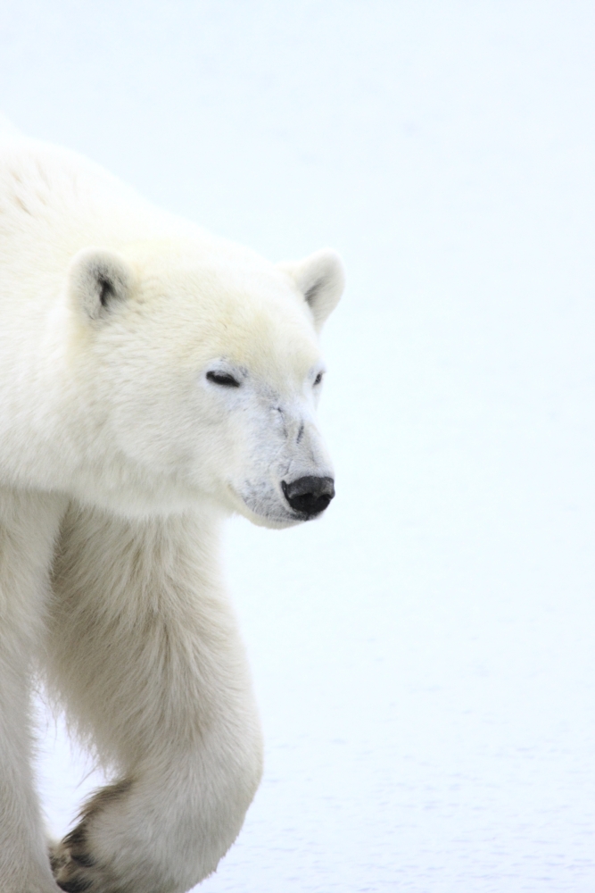 Polar Bear Poster Print by Richard Wear, 22 x 34 - Large