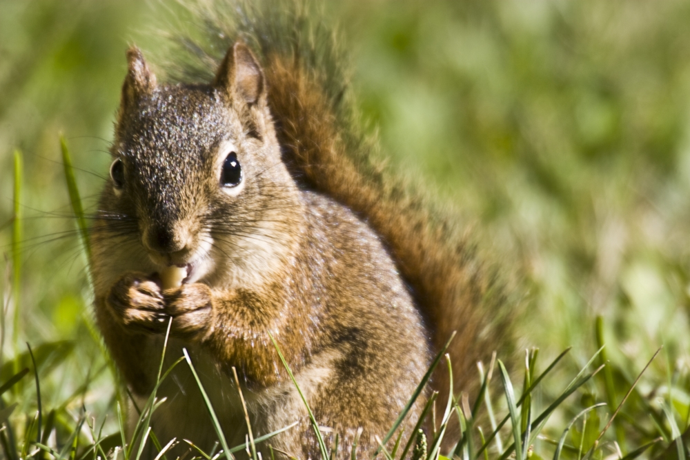 Squirrel Eating A Nut Poster Print by Steve Nagy, 17 x 11