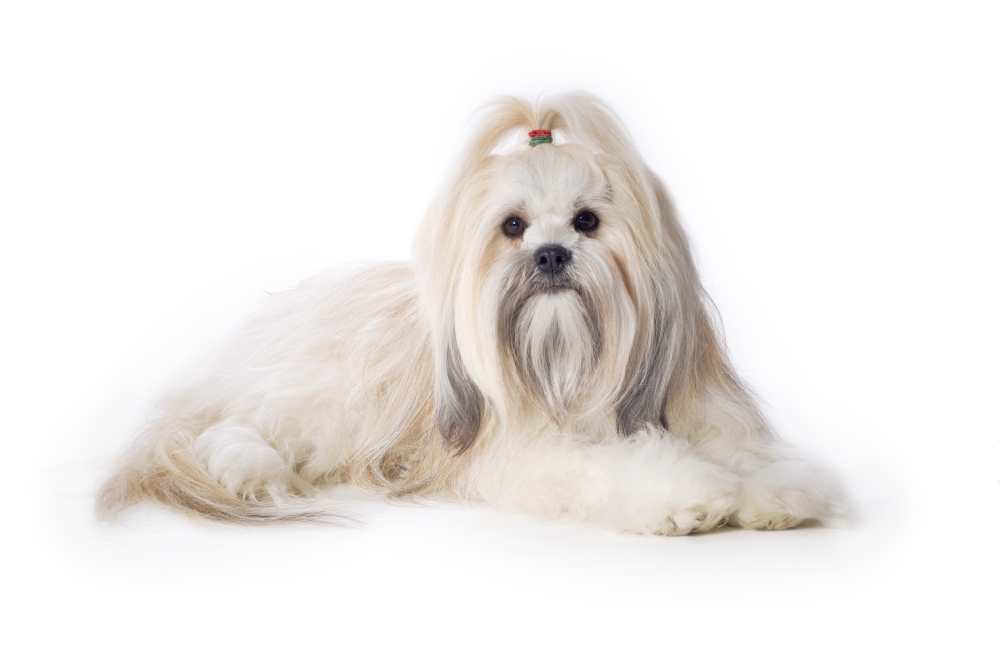 Lhasa Apso Poster Print by Corey Hochachka - 17 x 11