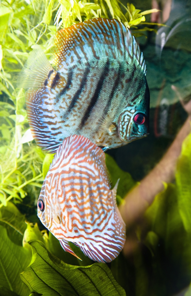Tropical Fish Poster Print by Steve Nagy - 24 x 38 - Large