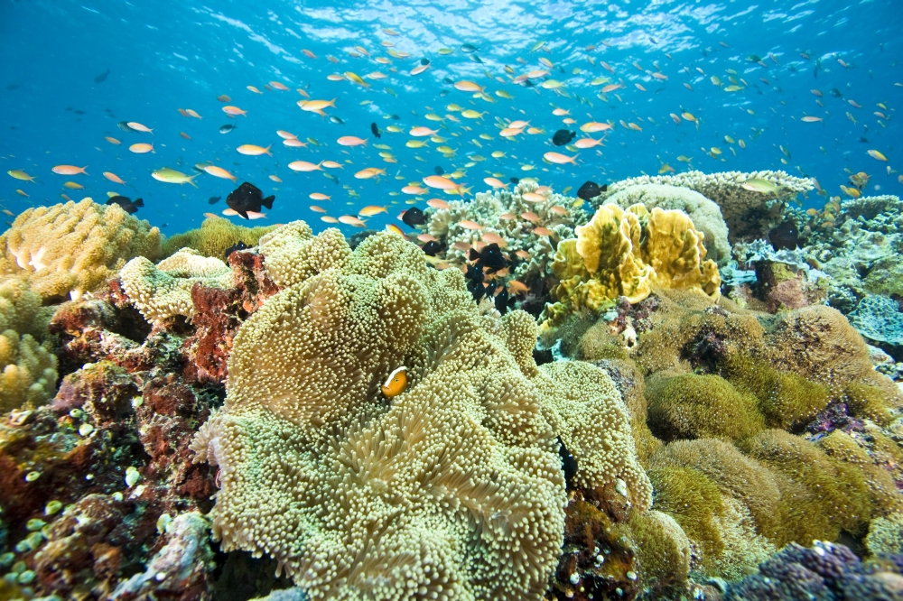 DPI1826974LARGE School of Fish Poster Print by Stuart Westmorland, 36 x 22 - Large