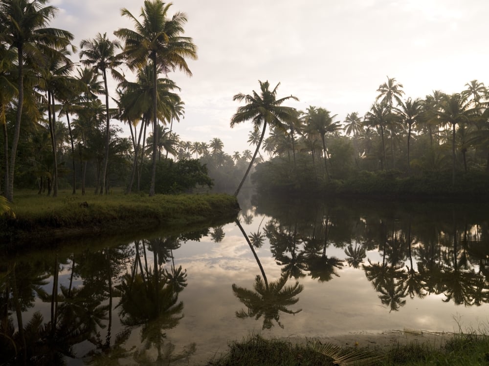 Sunrise & Palm Trees Kerala India Poster Print by Keith Levit