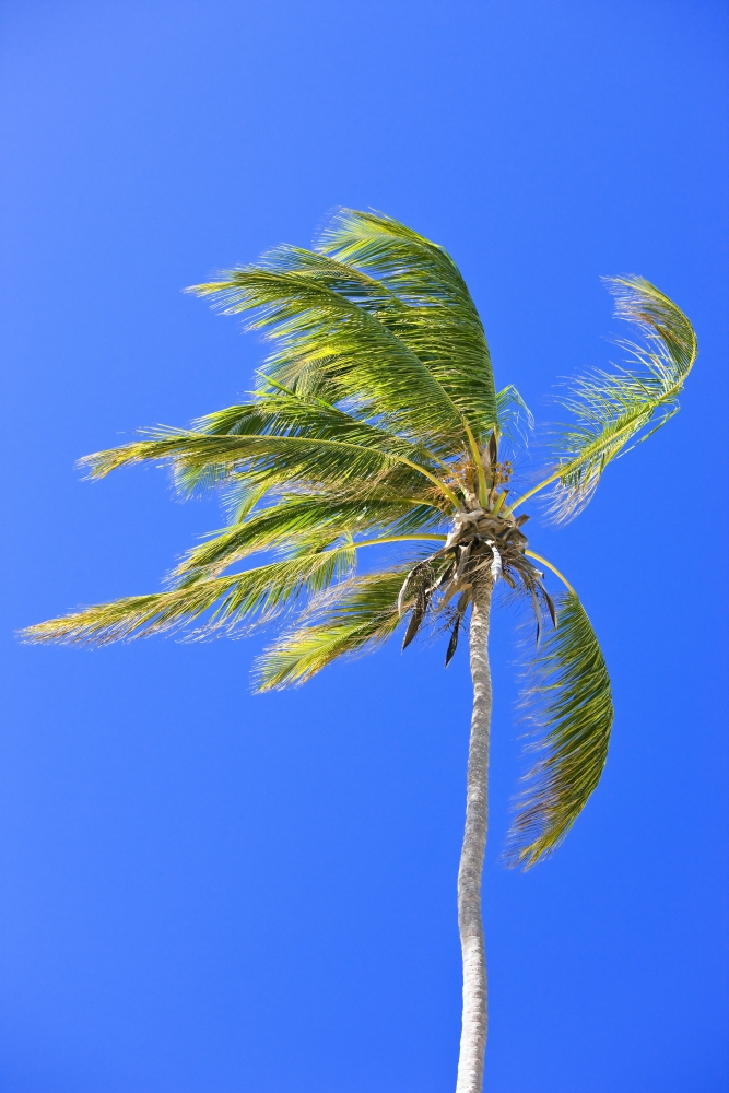 Palm Tree Against Clear Blue Sky Poster Print by Carson Ganci - 12 x 19