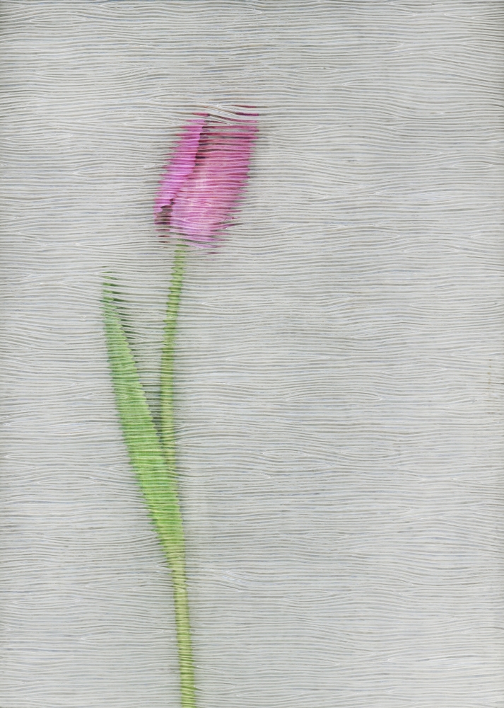 Pink Tulip Poster Print by Deddeda - 12 x 17