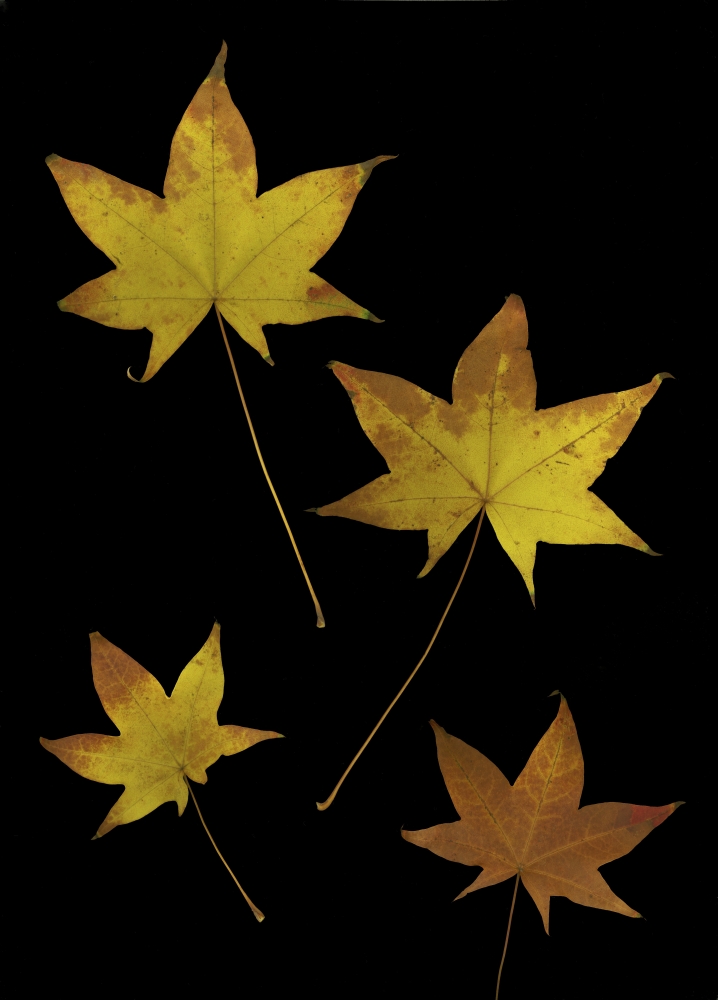 Autumn Leaves Poster Print by Deddeda - 24 x 34 - Large