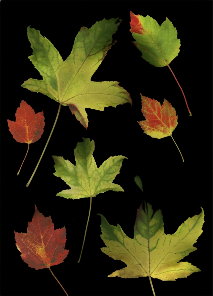 Colorful Autumn Leaves Poster Print by Deddeda - 12 x 17