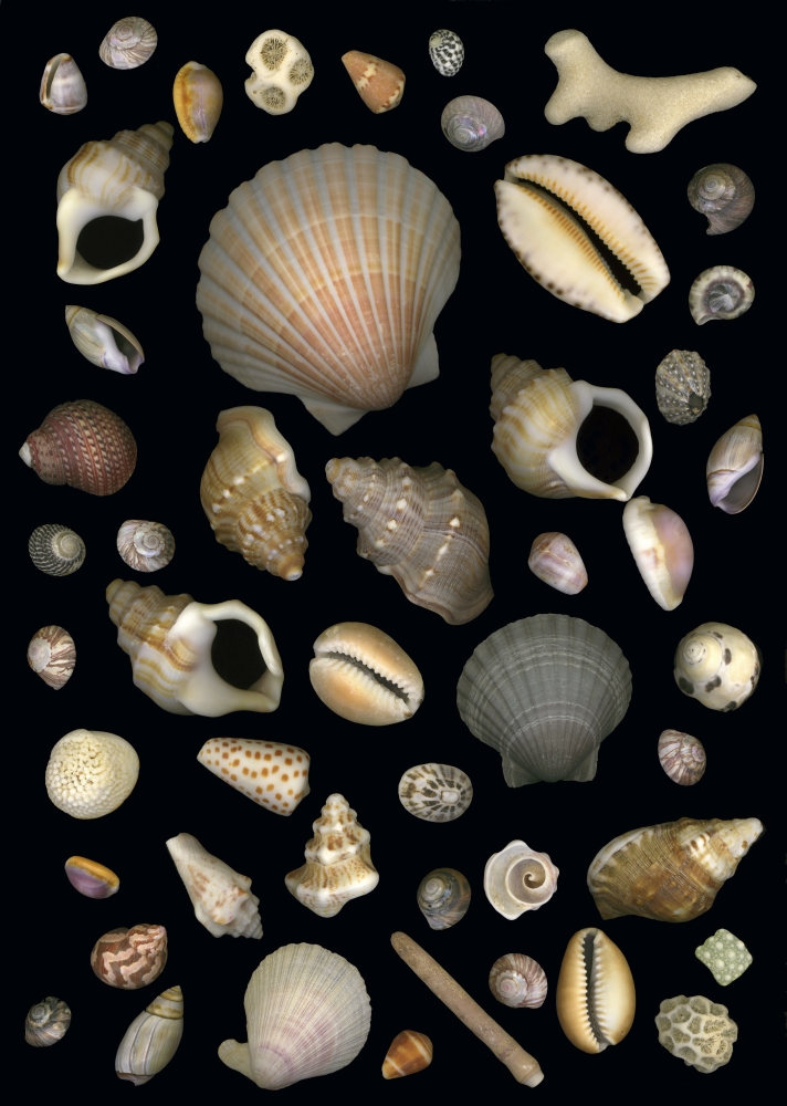 Various Sea Shells Poster Print by Deddeda - 24 x 34 - Large