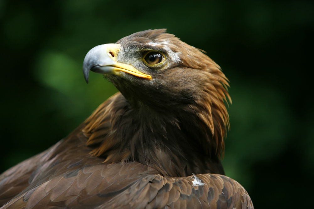 Golden Eagles Face Aquila Chrysaetos Poster Print by Deddeda - 17 x 11