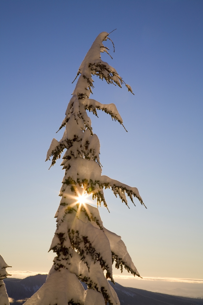 DPI1830311LARGE Sunlight Through Snow-Covered Tree Cascades Mountains Oregon United States of America Poster Print by Craig Tuttle, 22 x 34 - Large