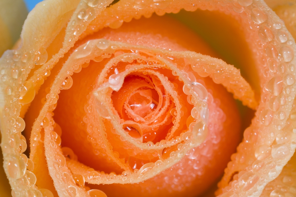 Orange Rose with Dew Poster Print by Craig Tuttle, 34 x 22 - Large