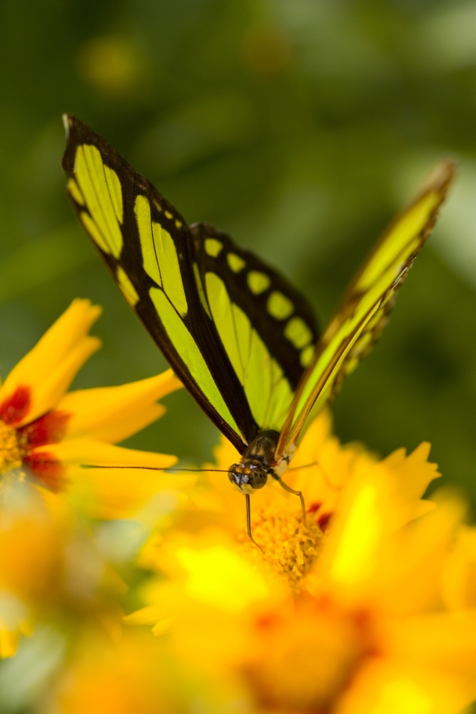 Malachite Butterfly On Flower Poster Print by Craig Tuttle - 11 x 17