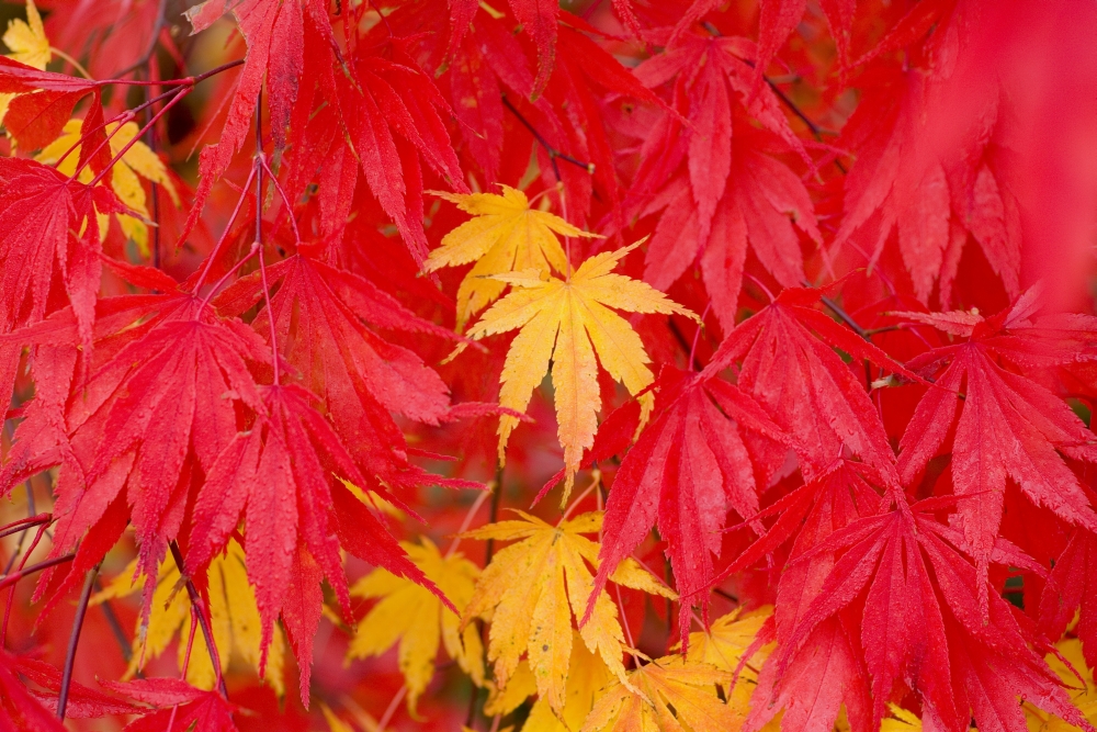 Close-Up Fall Leaves Poster Print by Craig Tuttle - 38 x 24 - Large