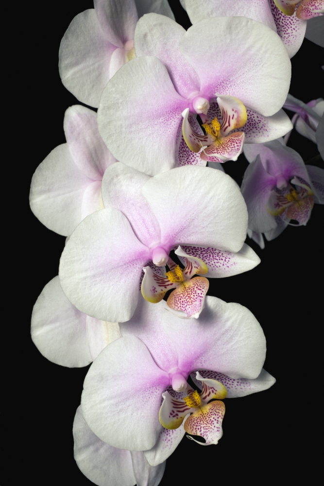 Orchids Poster Print by David Chapman, 24 x 36 - Large
