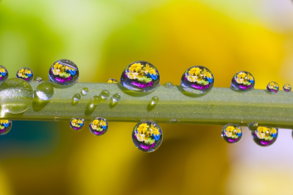 Water Drops On A Flower Stem Poster Print by Craig Tuttle - 34 x 22 - Large