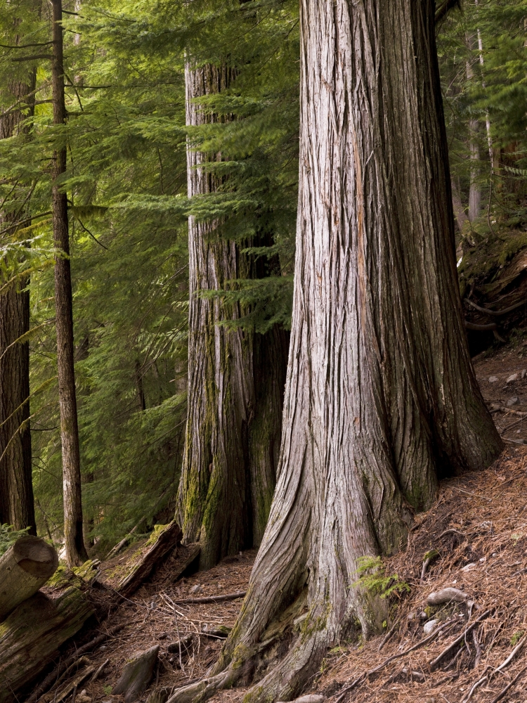 Cedar Trees Whistler British Columbia Poster Print by Keith Levit - 26 x 36 - Large