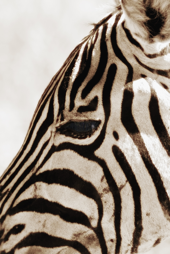 Zebra Hippotigris Dolichohippus Poster Print - 12 x 19