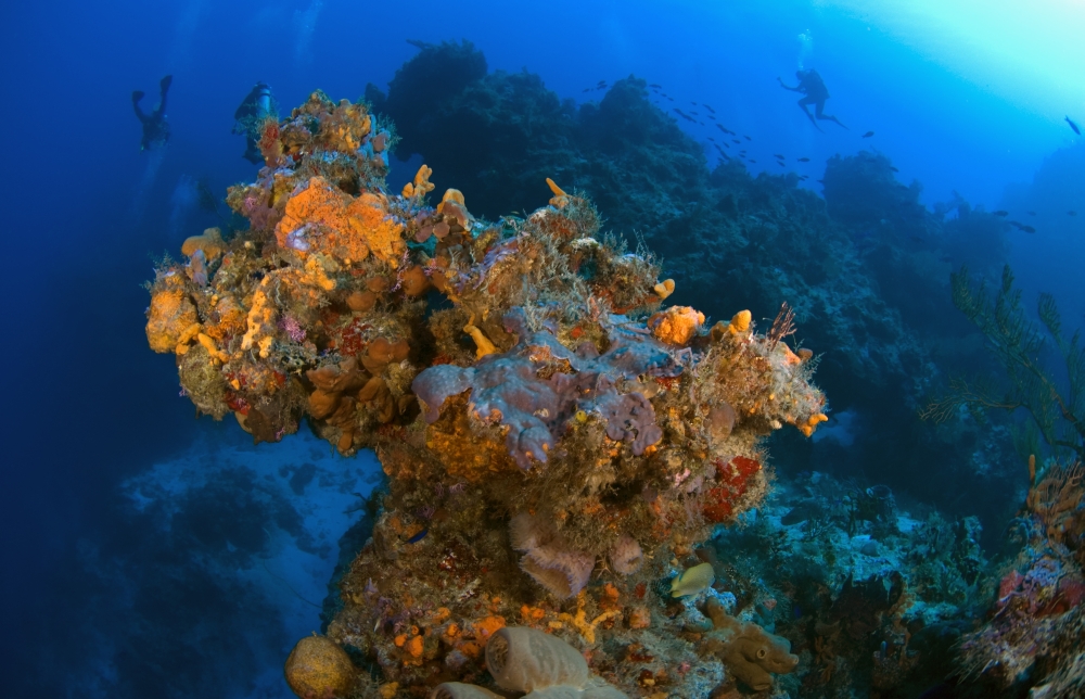 Corals & Sponges Cozumel Mexico Poster Print - Large - 38 x 24