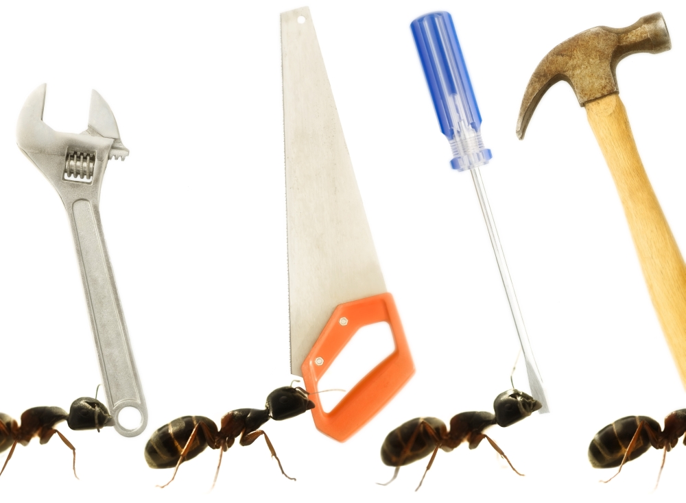 Carpenter Ants Camponotus Pennsylvanicus Poster Print - Large - 36 x 26