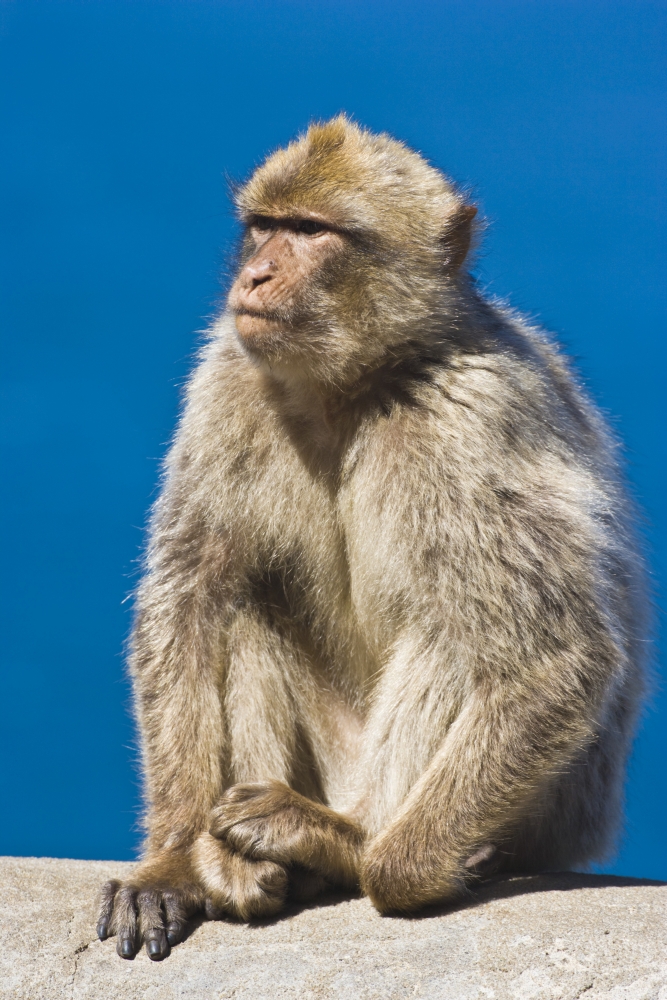 Gibraltar Barbary Macaque Macaca Sylvanus Poster Print - Large - 24 x 36