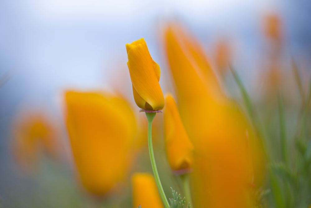 Furled Poppies Poster Print - Large - 40 x 26