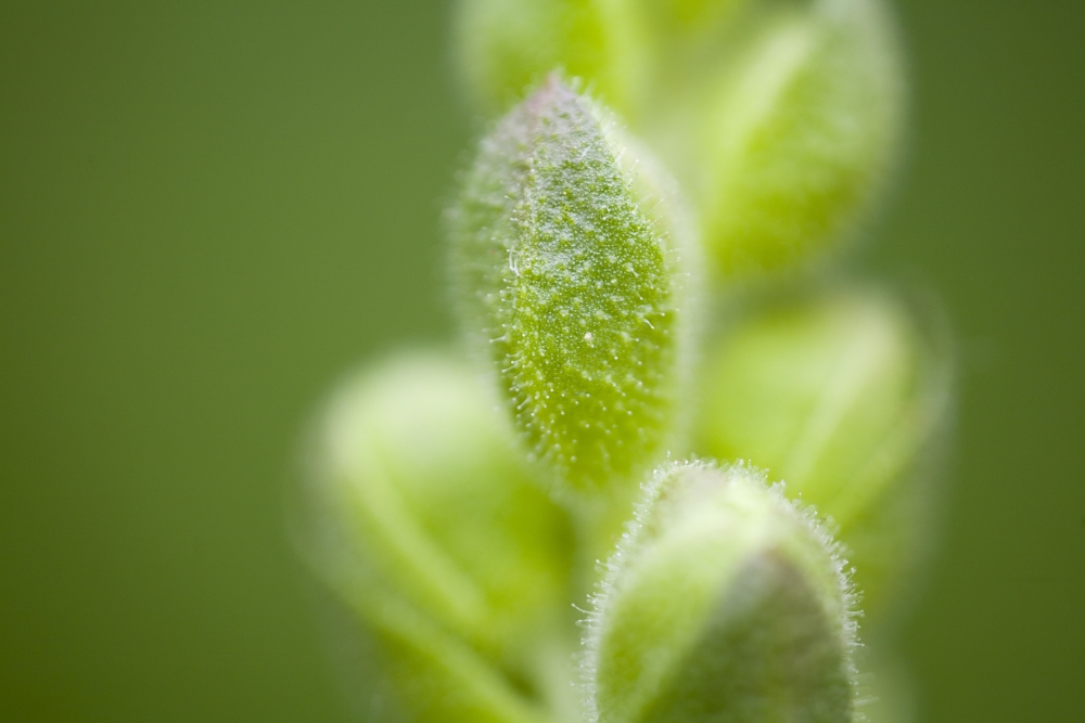 Close-Up of Flower Buds Poster Print - 20 x 13