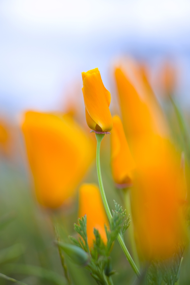 Furled Poppy Poster Print - 13 x 20