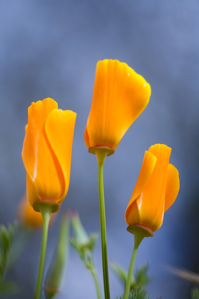 Furled Poppy Poster Print - 13 x 20