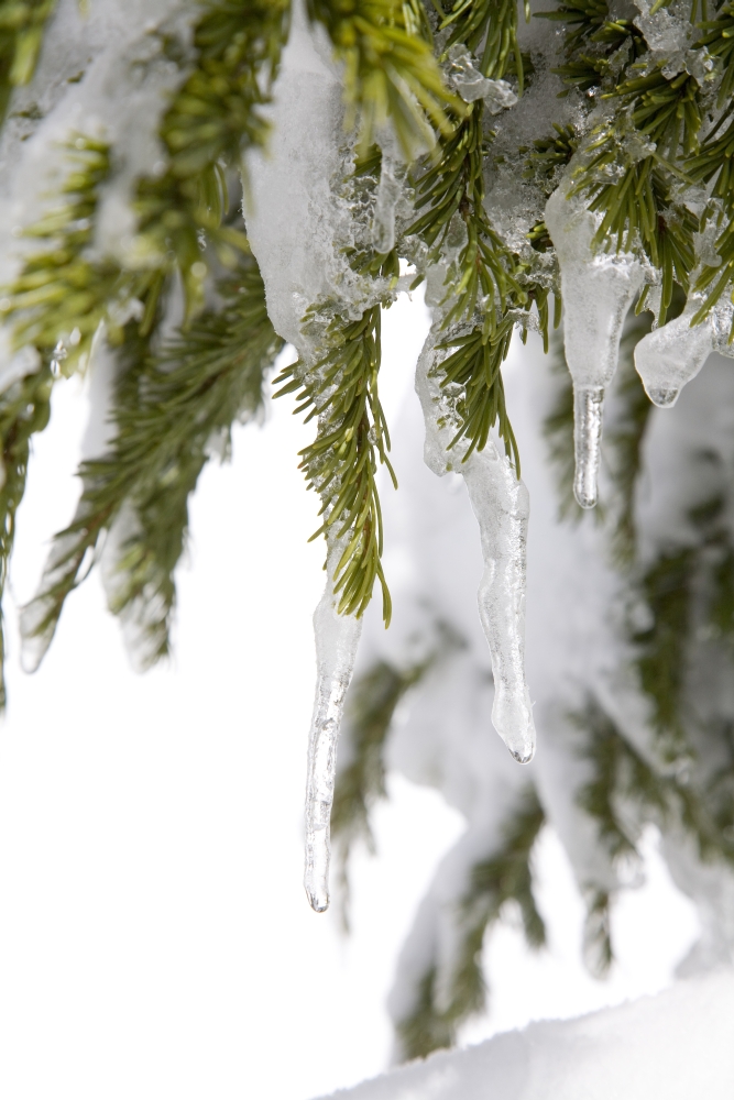 Spring Snow Tree Poster Print - 13 x 20