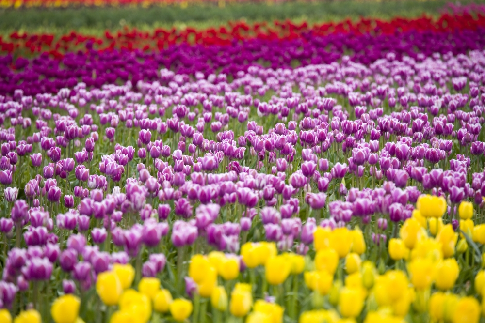 A Tulip Field Poster Print - 20 x 13
