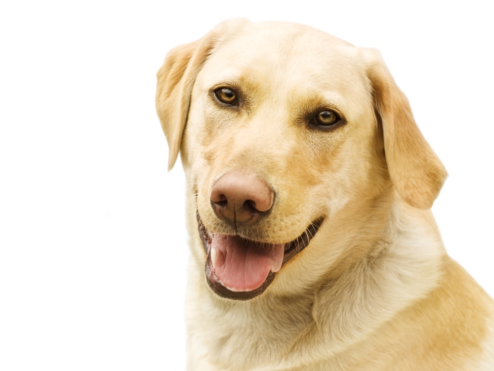 A Golden Labrador Poster Print - 17 x 13
