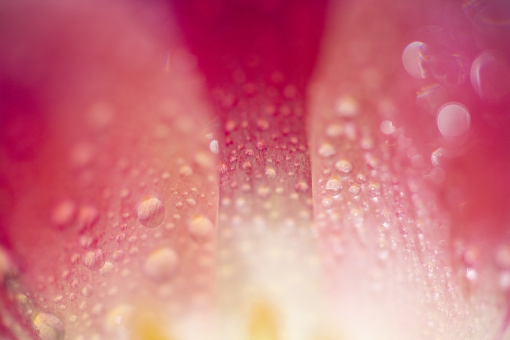 Close Up of Dew On Tulip Petal Poster Print - 20 x 13