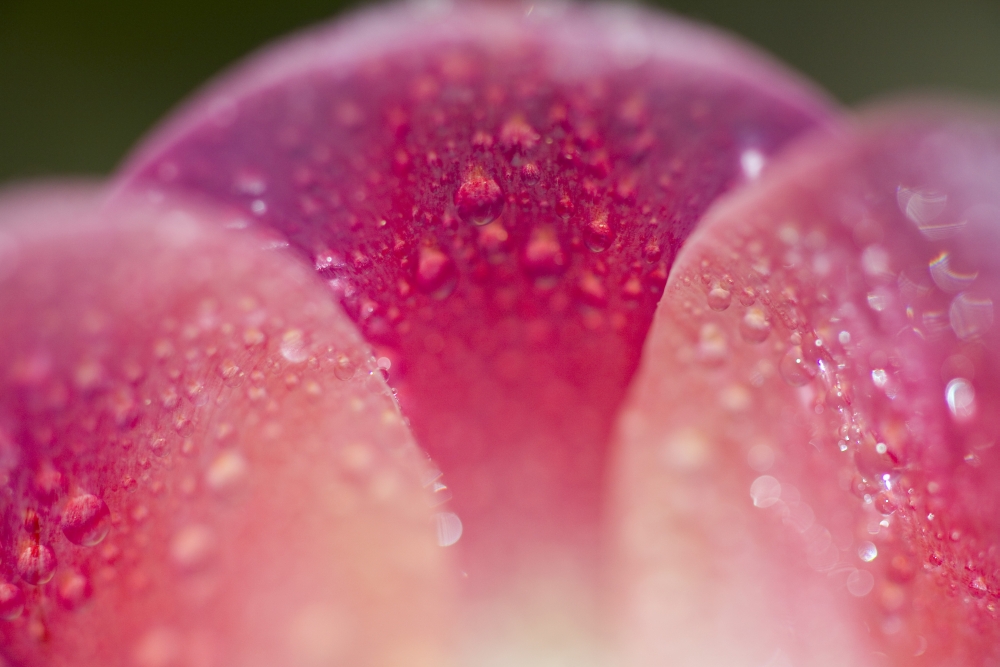 Closeup of Dew On Tulip Petal Poster Print, 20 x 13