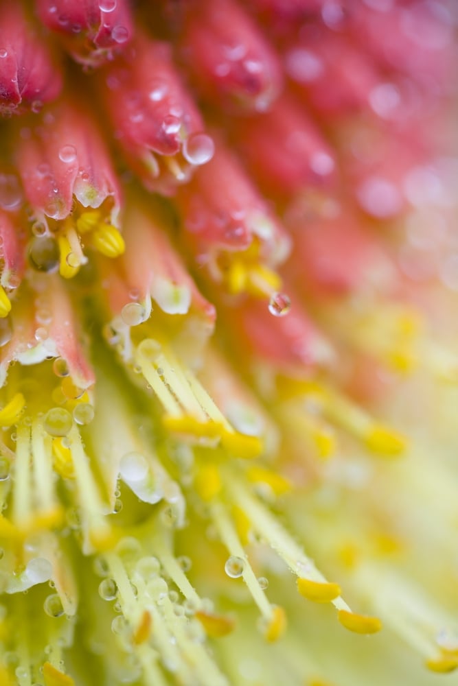 Close Up of Flower Stamen Poster Print, 13 x 20