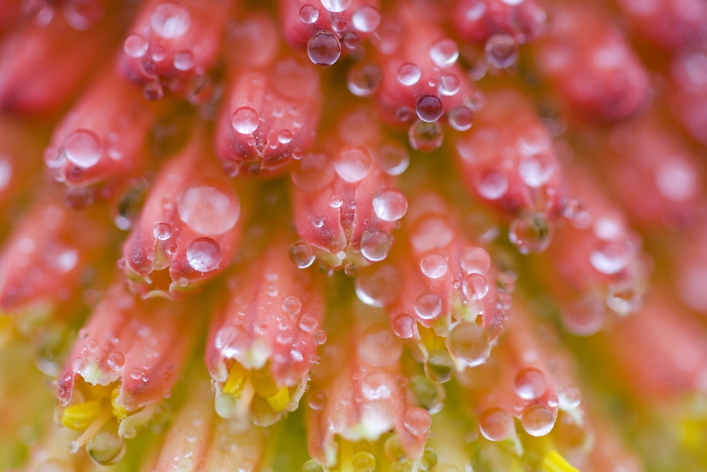 Closeup of Flower Stamen Poster Print, 20 x 13