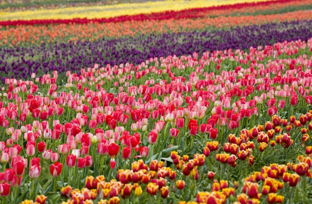 A Tulip Field Poster Print, 20 x 13