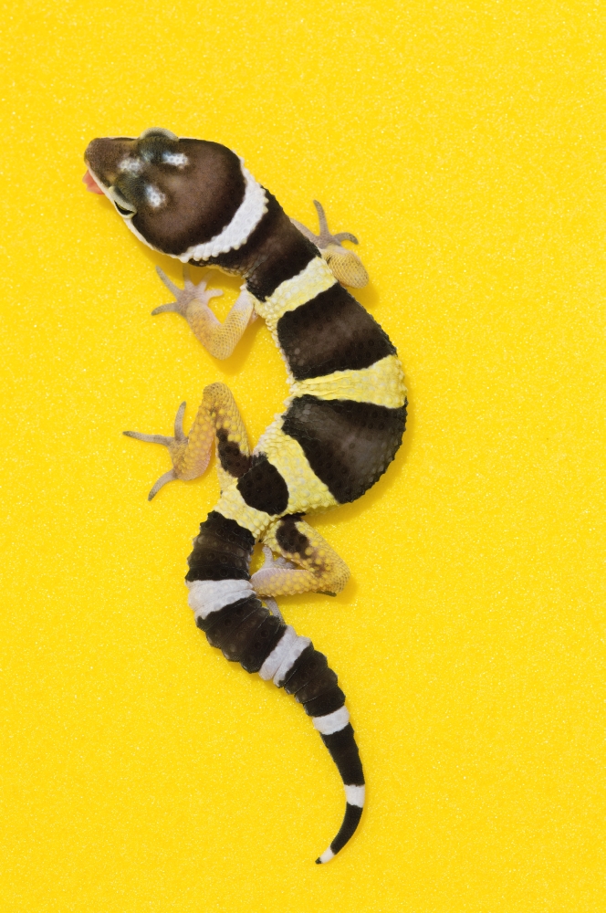 Baby Leopard Gecko On Yellow Poster Print - 11 x 17