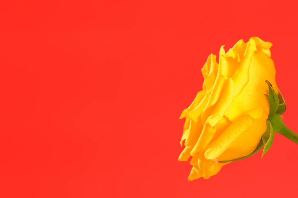 Yellow Rose On Red Poster Print - 18 x 12