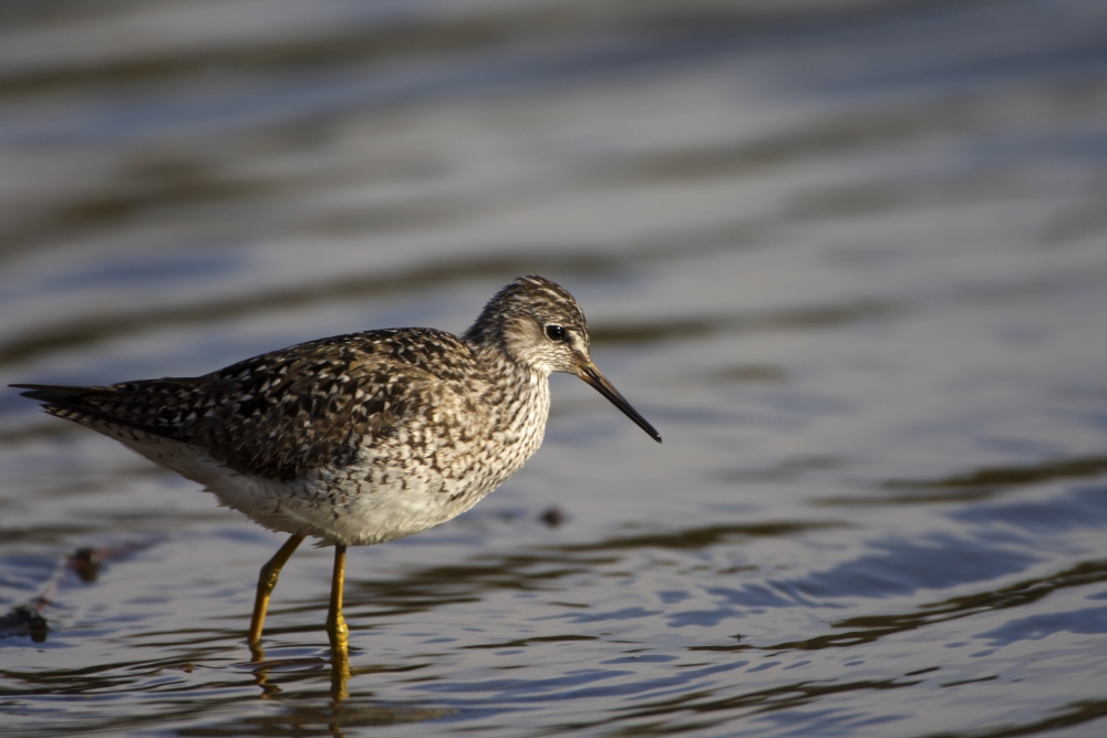 One Bird Wading in Water Poster Print - 18 x 12