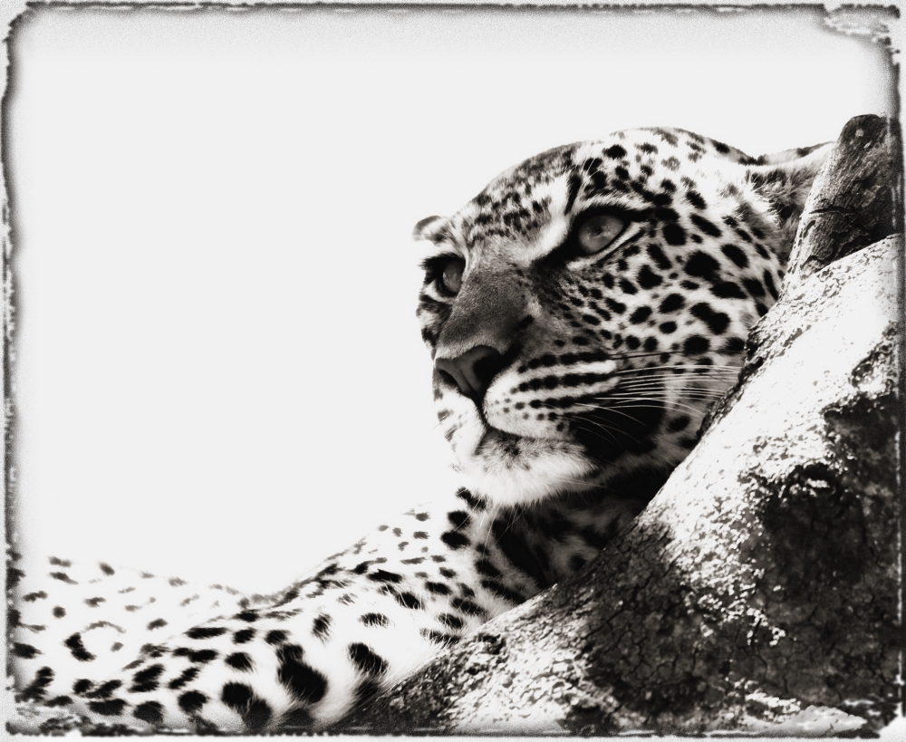 Portrait of An African Leopard Botswana Africa Poster Print - 17 x 13