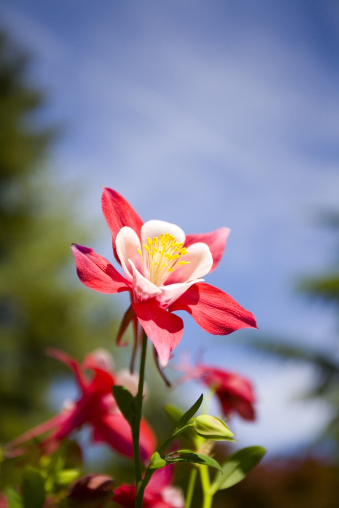 Flower Poster Print - Large - 26 x 40