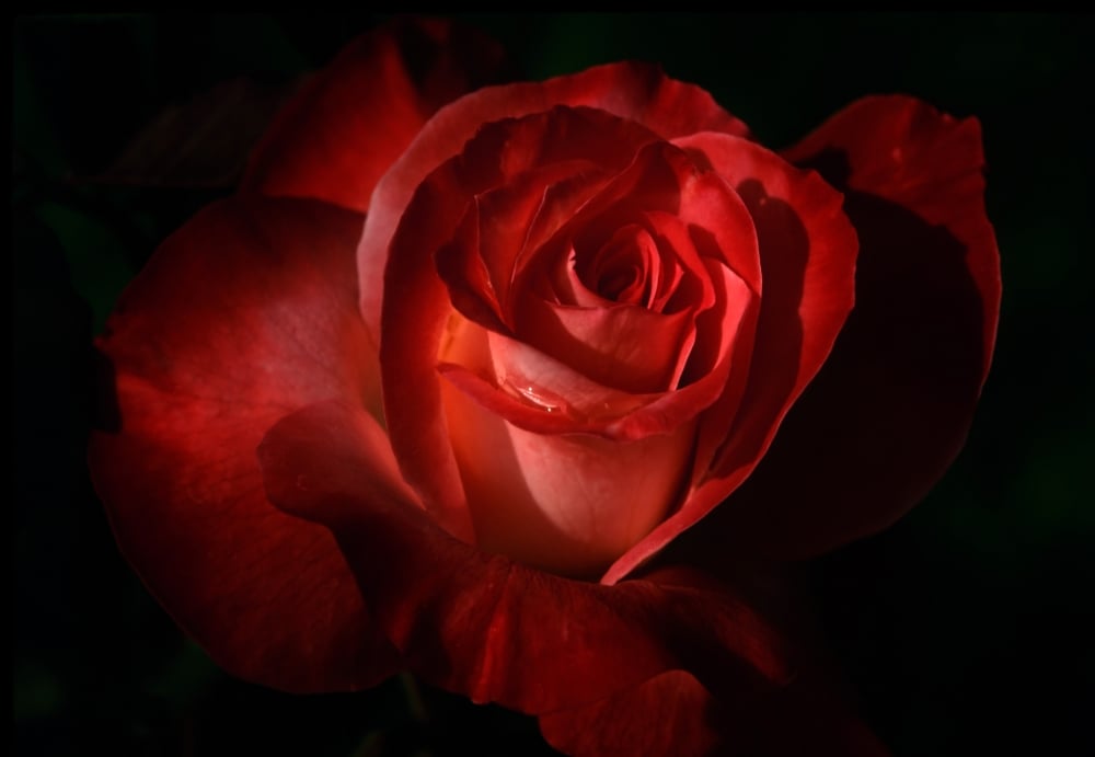 Dark Red Rose Poster Print - 17 x 12