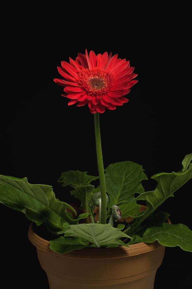 A Red Gerbera in A Pot Poster Print, 12 x 18