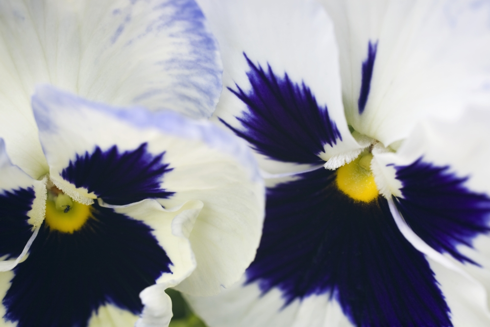 Pansies Poster Print, 18 x 12