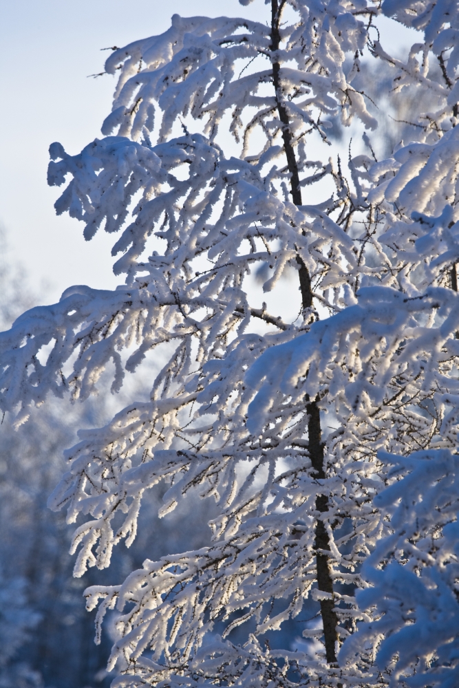 Snow Covered Tree Poster Print - 12 x 18