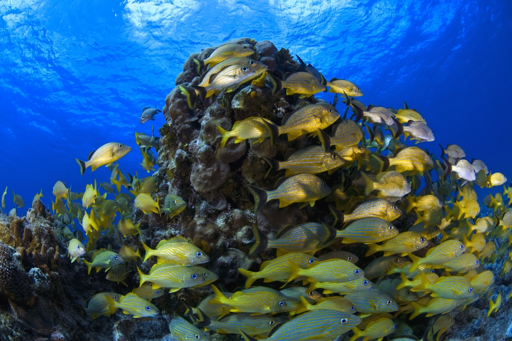 DPI1832714 Schooling Bluestriped Grunt Haemulidae Sciurus Fish On Coral Reef Cozumel Mexico Poster Print, 19 x 12