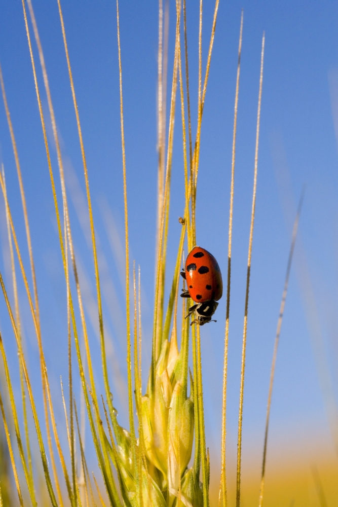 Lady Bug On A Plant Poster Print - 13 x 20