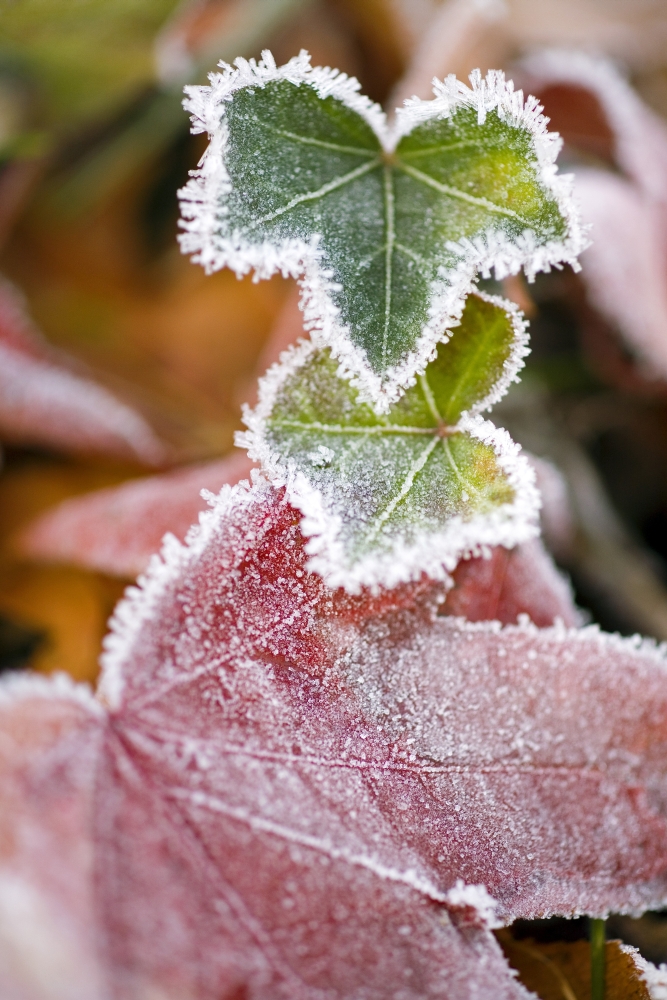 Frost On Autumn Leaves Poster Print - 13 x 20