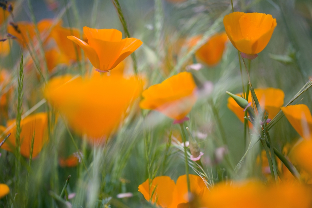 Orange Poppies Poster Print - Large - 40 x 26