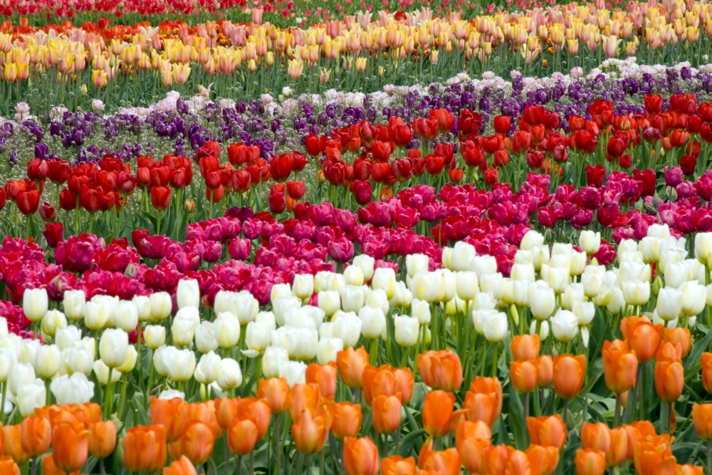 A Tulip Field Poster Print - 40 x 26